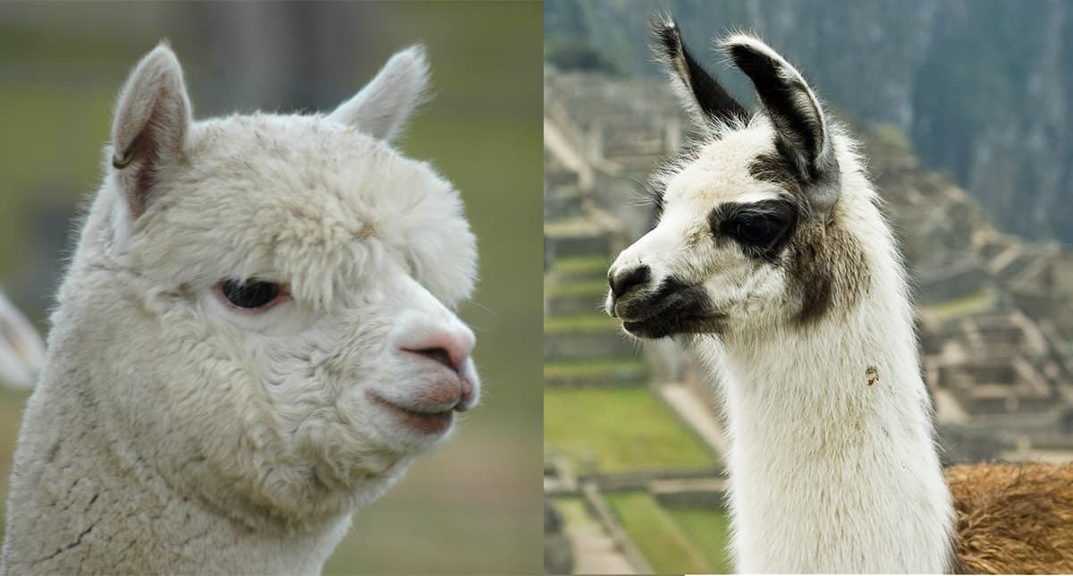 Know your Camelids